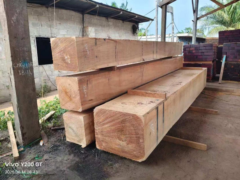 Madera de Eyoum del Congo: alternativa rentable y sin olores al Mussivi