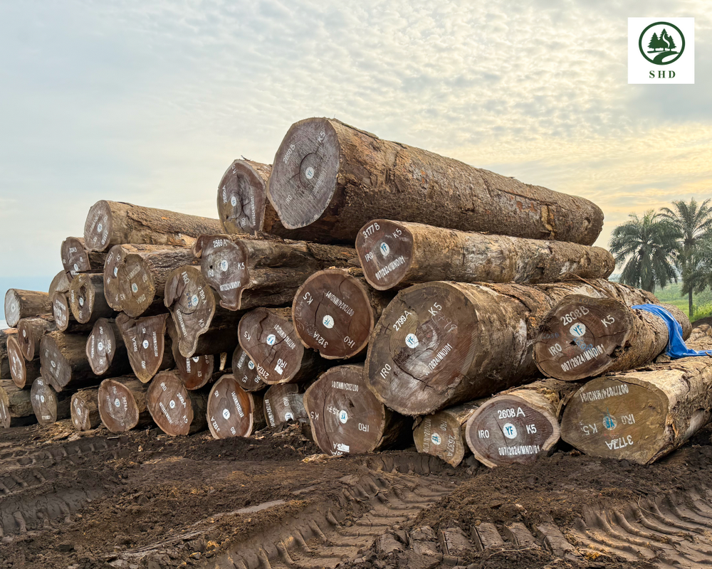 Corredor de comercio de madera Gab&oacute;n-Congo: una nueva era para la madera de &Aacute;frica Central